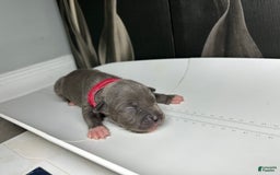 American Bully dogs for sale: Lady Bug - Image 15
