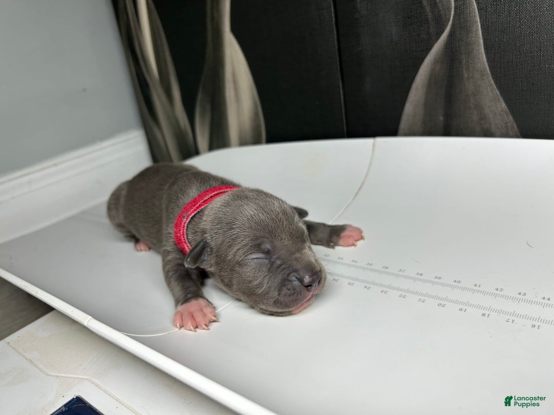American Bully dogs for sale: Lady Bug - Image 15