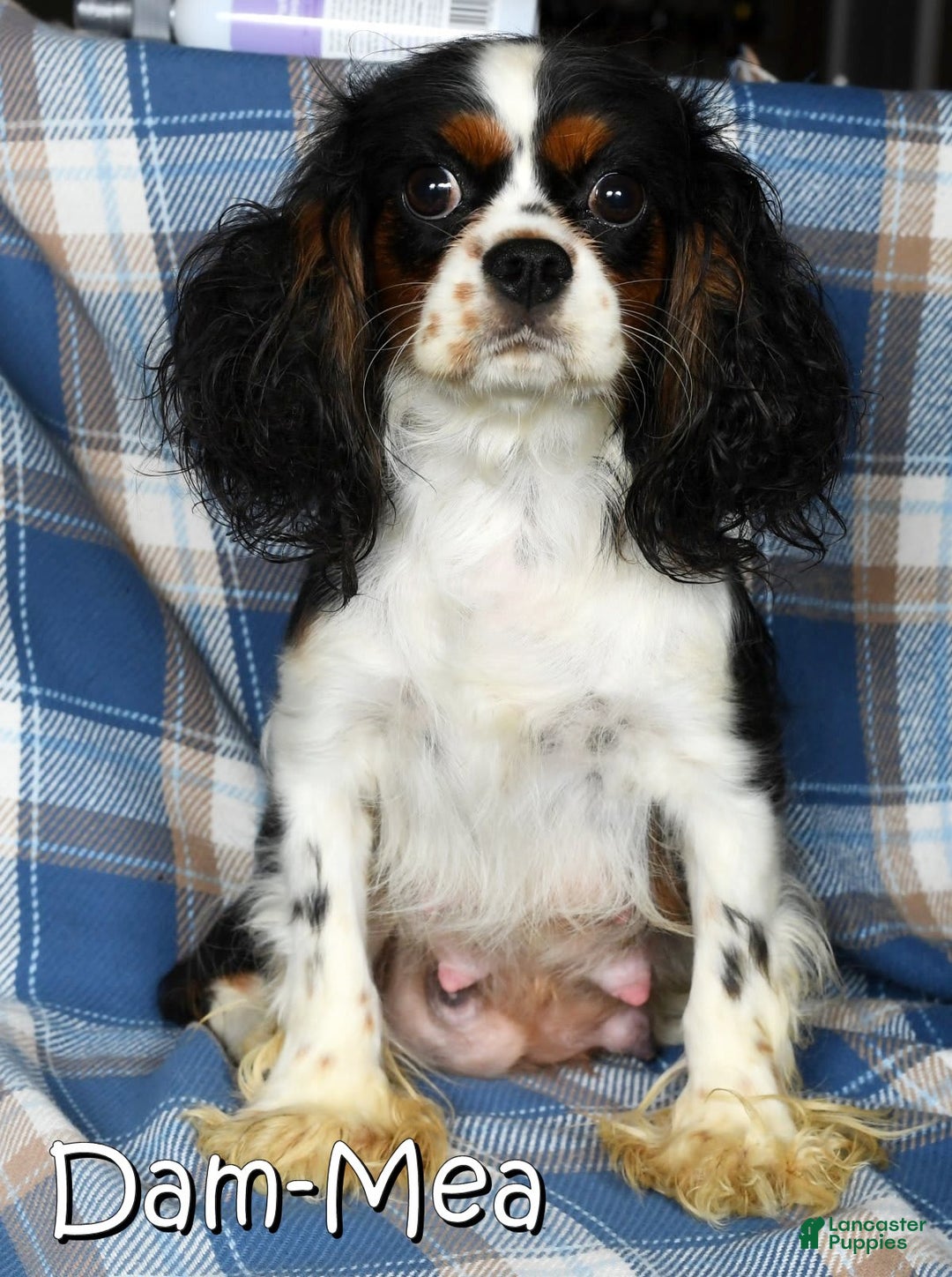 Cavalier King Charles Spaniel dogs for sale: August - Image 7
