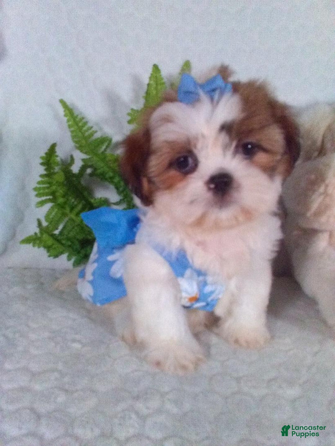 Shih Tzu dogs for sale: Baby - Image 8