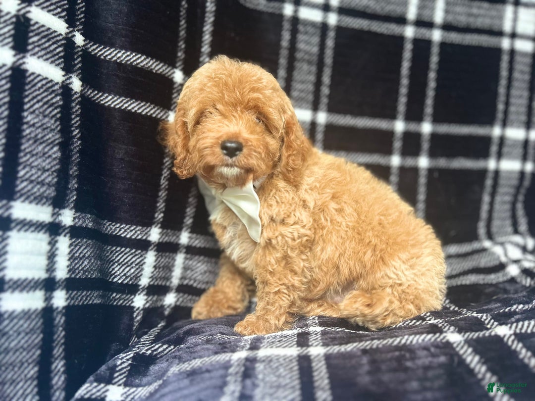 Cockapoo dogs for sale: Royal - Image 8