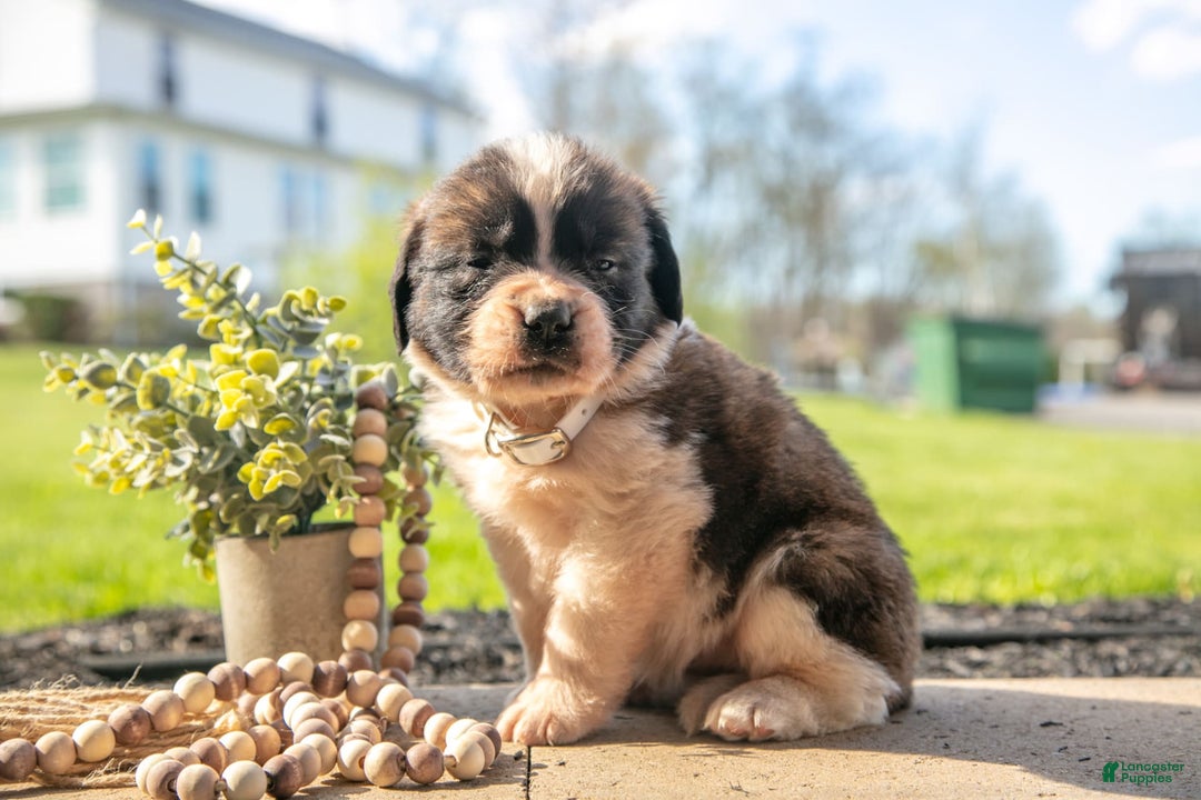 Saint Bernard dogs for sale: Vanilla - Image 2