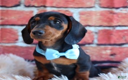Miniature Dachshund dogs for sale: Sparky - Image 12