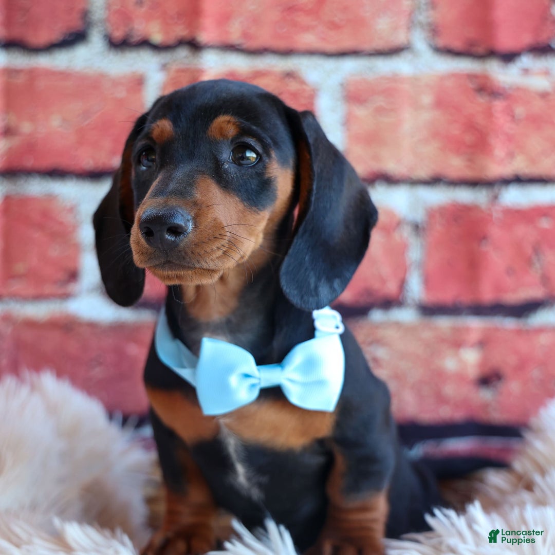 Miniature Dachshund dogs for sale: Sparky - Image 12