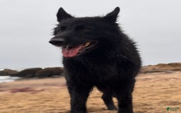 German Shepherd dogs for sale: Nemesis - Image 8