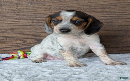 Beagle dogs for sale: Lexi - Image 4