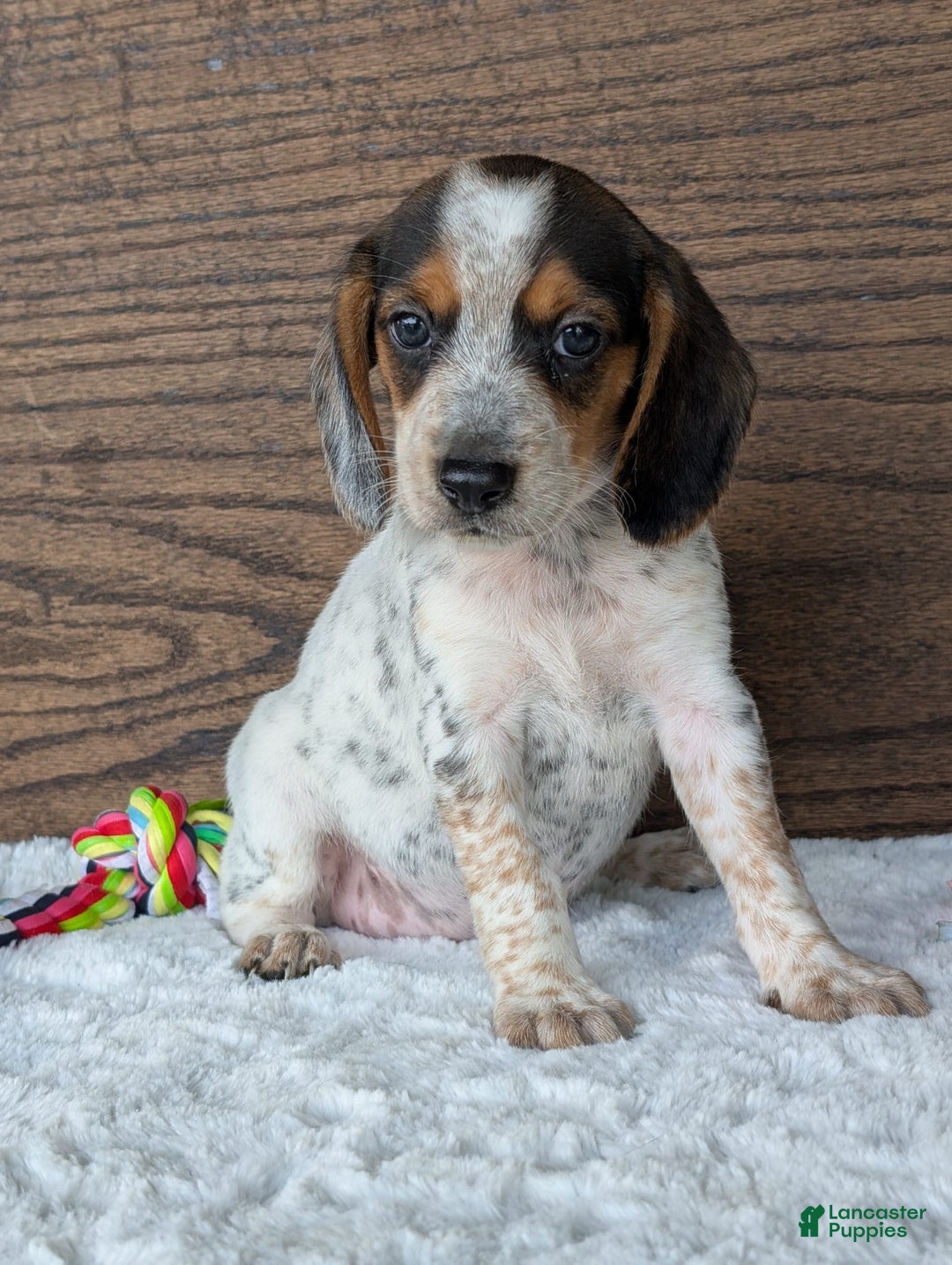 Beagle dogs for sale: Lexi - Image 4