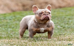 French Bulldog dogs for sale: Bruno - Image 7