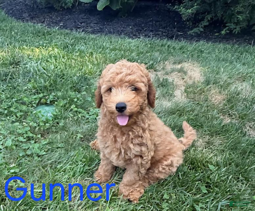 Mini Goldendoodle dogs for sale: Gunner - Image 3