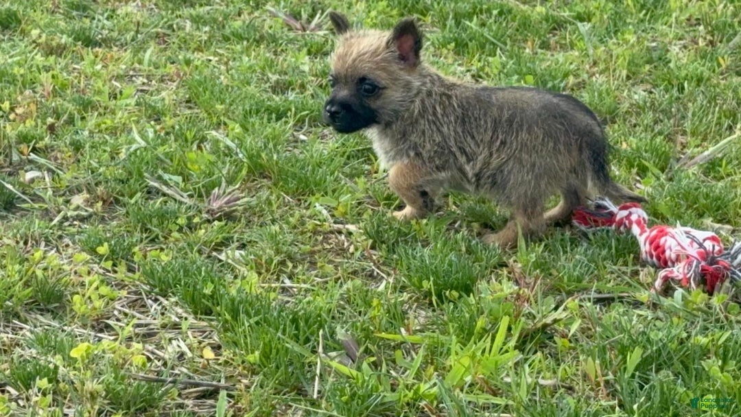 Cairn Terrier dogs for sale: Jayce - Image 2