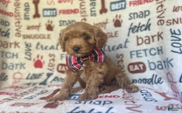 Cavapoo dogs for sale: Trooper - Image 5