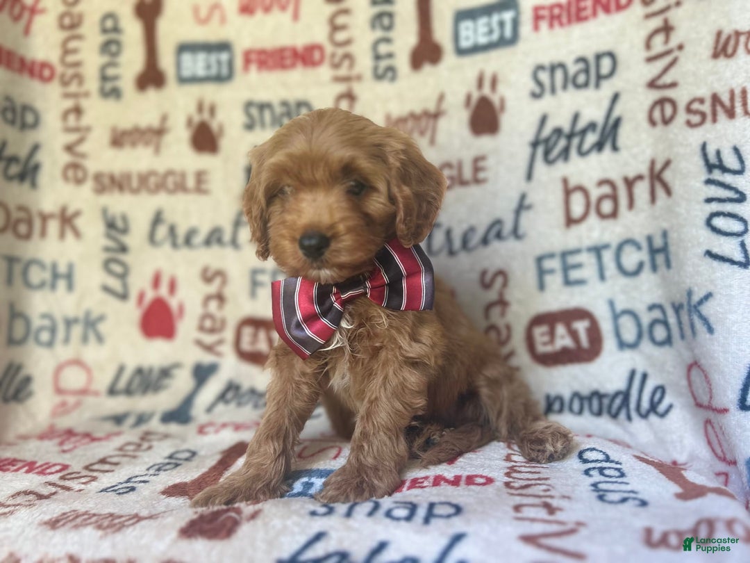 Cavapoo dogs for sale: Trooper - Image 5