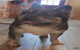 French Bulldog dogs for sale: Top Gun - Image 2