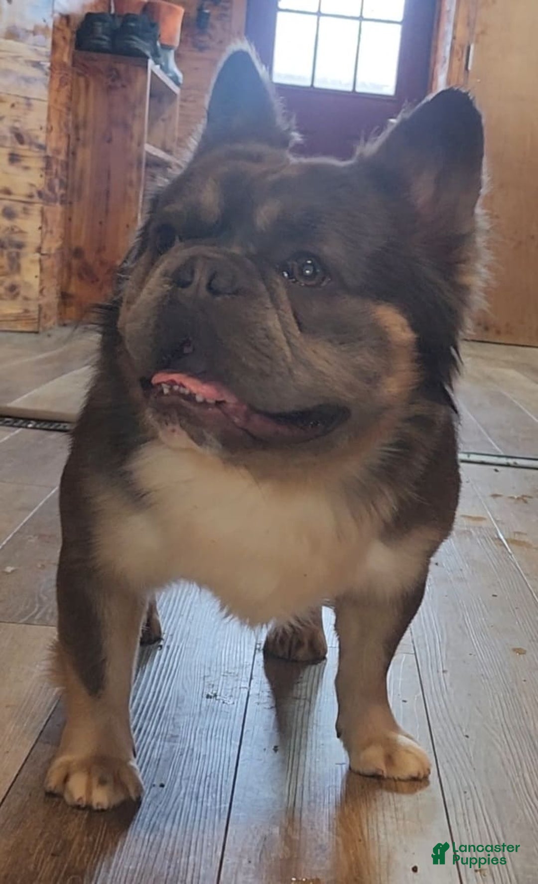 French Bulldog dogs for sale: Top Gun - Image 2