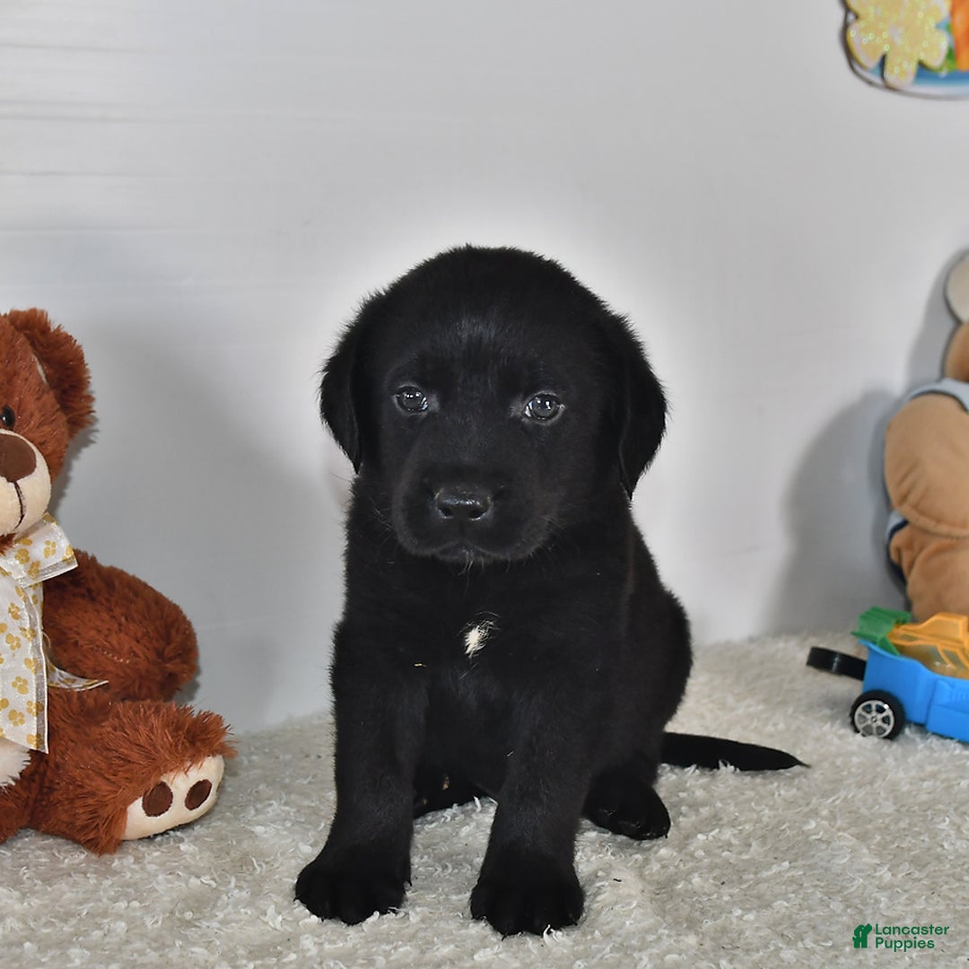 Labrador Retriever dogs for sale: Colt - Image 1