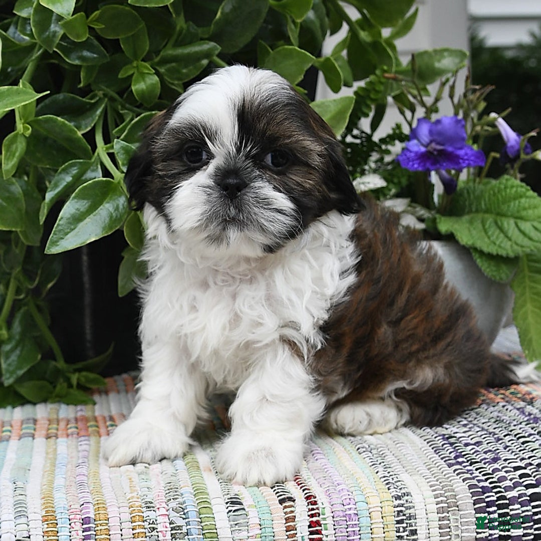 Shih Tzu dogs for sale: Spencer - Image 7