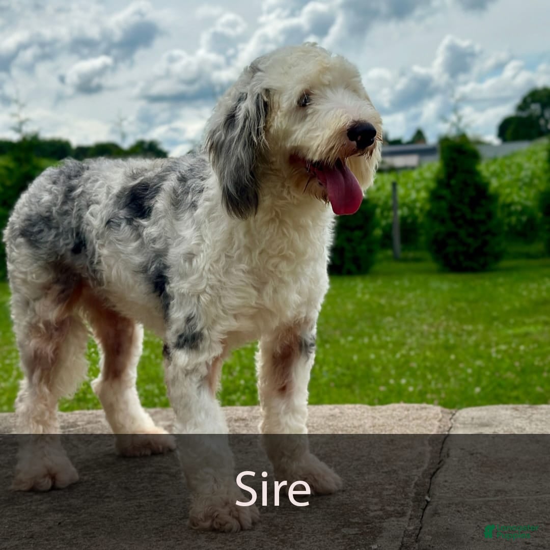 Mini Bernedoodle dogs for sale: Heidi - Image 12