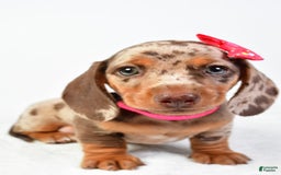 Miniature Dachshund dogs for sale: Sophia - Image 3