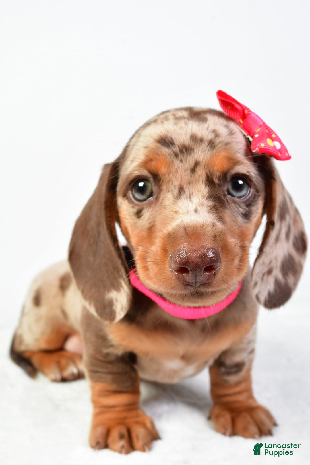 Miniature Dachshund dogs for sale: Sophia - Image 3
