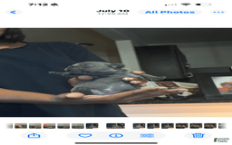 French Bulldog dogs for sale: Male 1 - Image 1