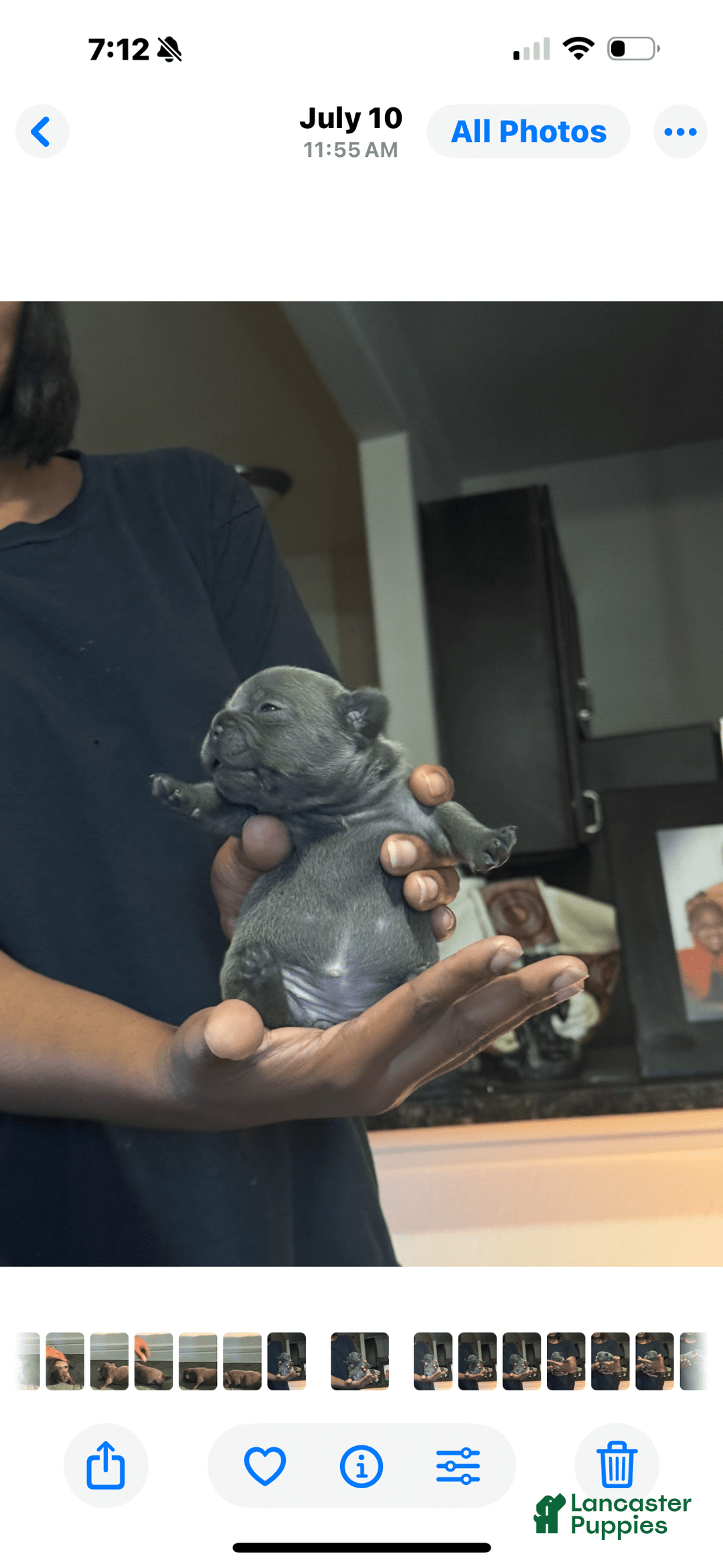 French Bulldog dogs for sale: Male 1 - Image 1