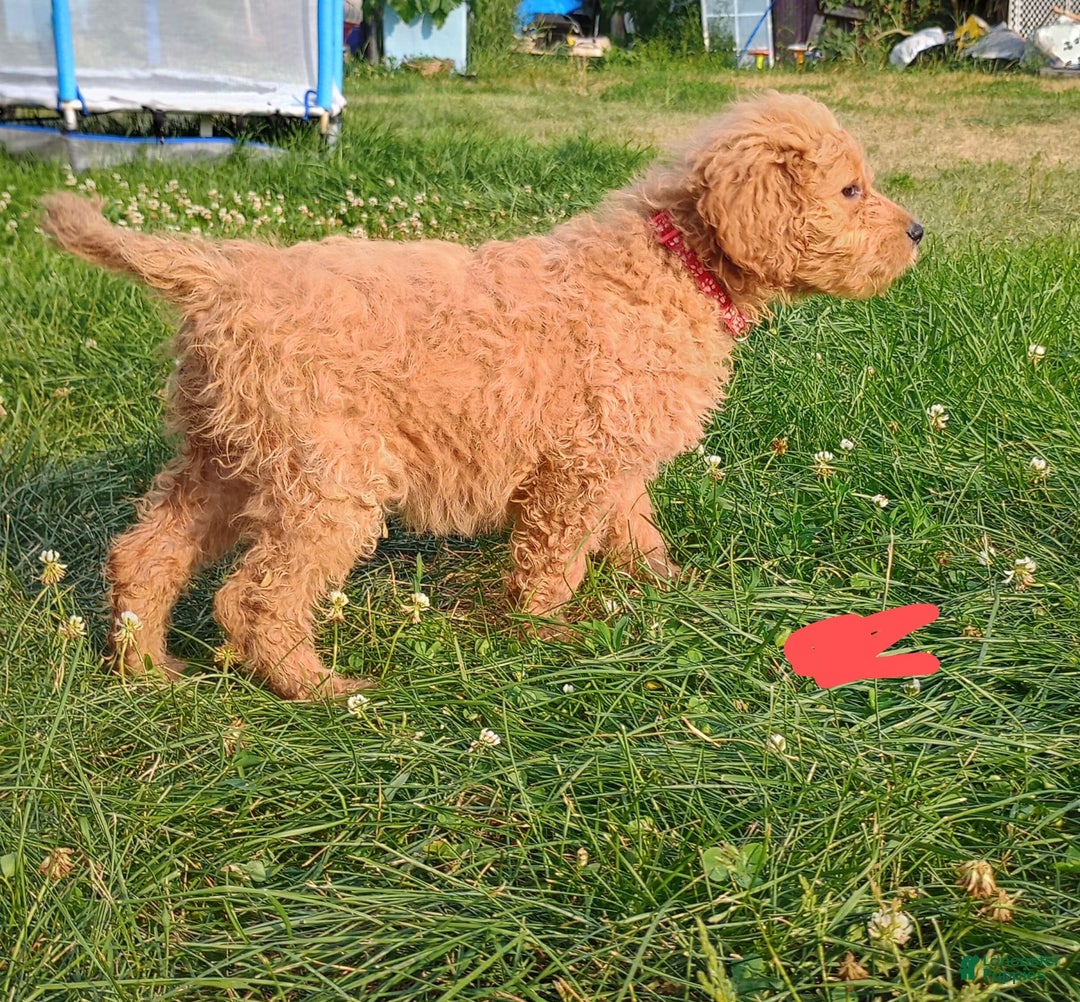 Goldendoodle dogs for sale: Red - Image 3