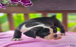 English Bulldog dogs for sale: Petunia - Image 6