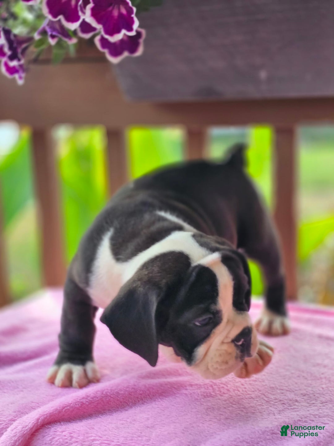 English Bulldog dogs for sale: Petunia - Image 6