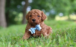 Goldendoodle dogs for sale: Hawk - Image 20