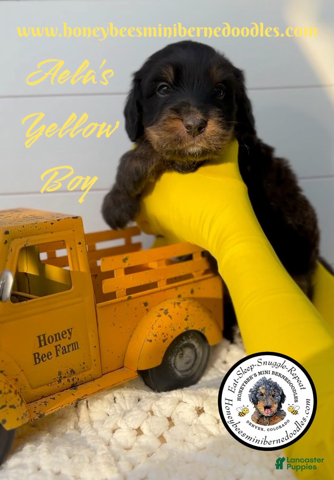 Mini Bernedoodle dogs for sale: Aelas Yellow Boy - Image 9