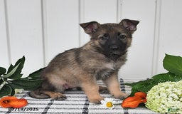 German Shepherd dogs for sale: Kayla - Image 4
