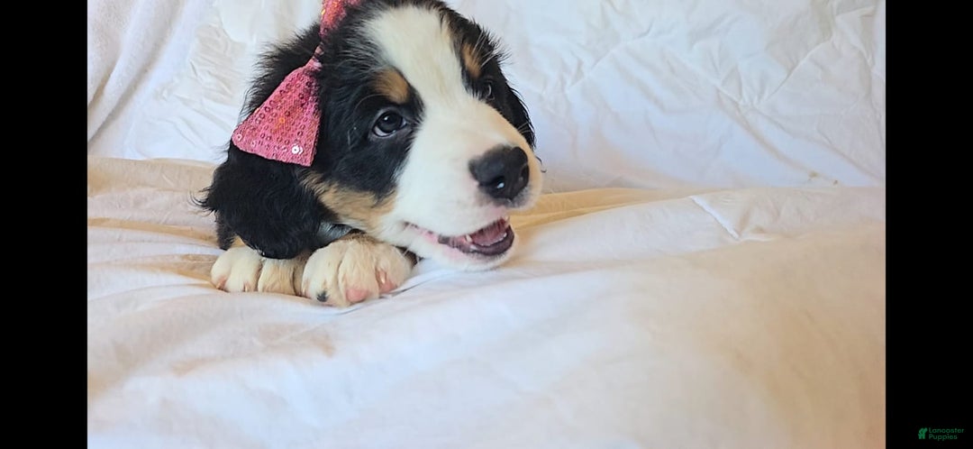Bernese Mountain Dog dogs for sale: Pixie - Image 3