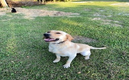 Labrador Retriever dogs for stud: Jockholm Curious Augustine - Image 2