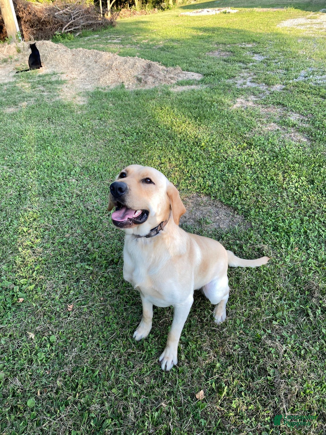 Labrador Retriever dogs for stud: Jockholm Curious Augustine - Image 2