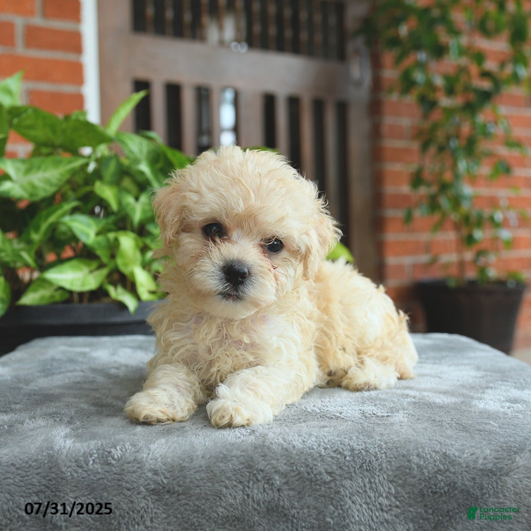 Havapoo dogs for sale: Goldie - Image 3