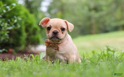 French Bulldog dogs for sale: Lacey - Image 12