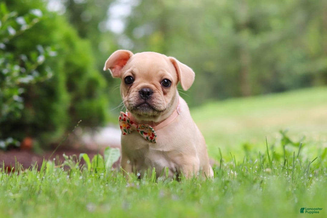 French Bulldog dogs for sale: Lacey - Image 12