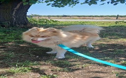 Pomsky dogs for sale: Tesla - Image 7