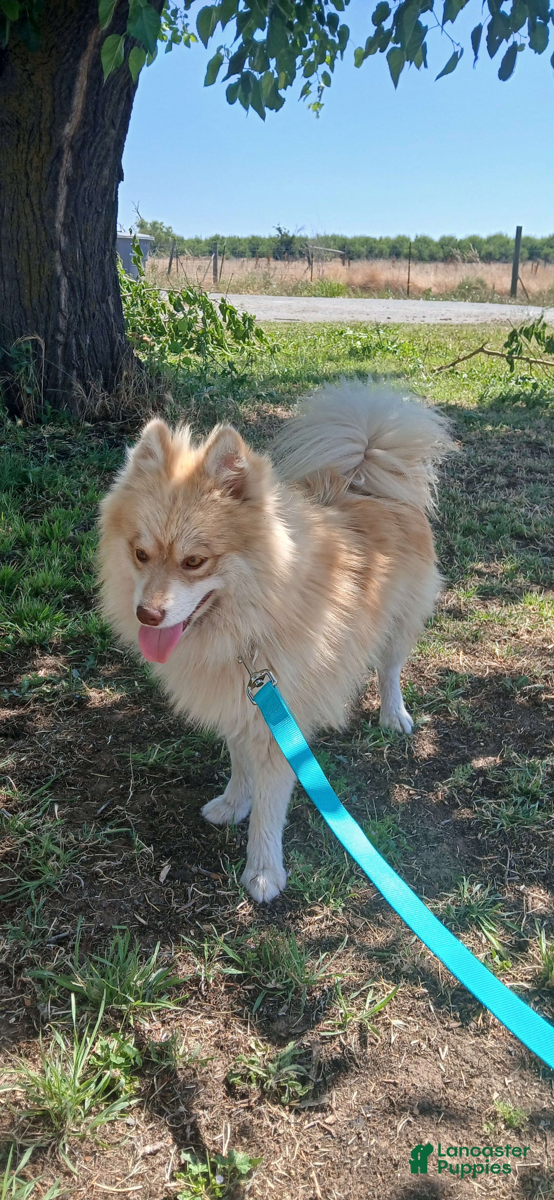 Pomsky dogs for sale: Tesla - Image 7