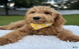 Mini Goldendoodle dogs for sale: Apollo - Image 17
