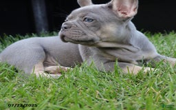 French Bulldog dogs for sale: Ben - Image 2