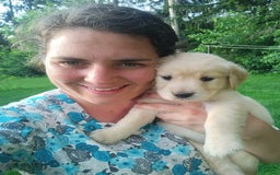 Golden Retriever dogs for sale: Prairie - Image 29