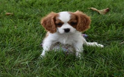 Cavalier King Charles Spaniel dogs for sale: Buster - Image 5