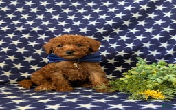 Mini Goldendoodle dogs for sale: Keefer Genetic Testing - Image 5
