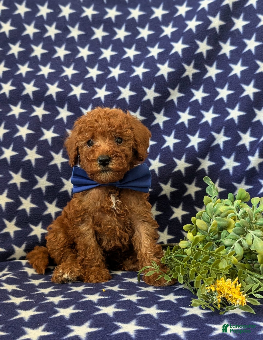Mini Goldendoodle dogs for sale: Keefer Genetic Testing - Image 5
