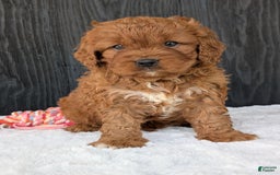 Cavapoo dogs for sale: Toby - Image 7