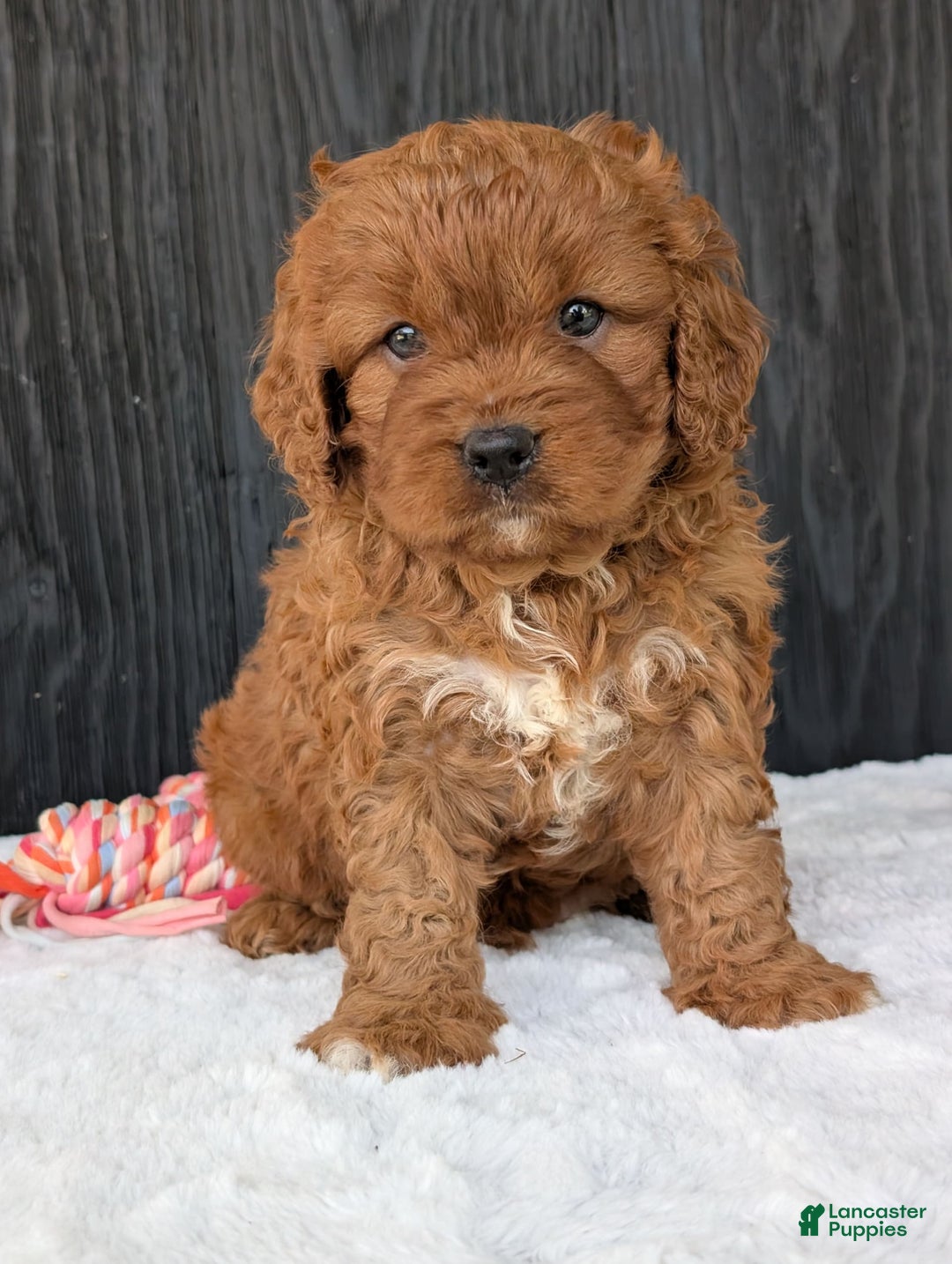 Cavapoo dogs for sale: Toby - Image 7