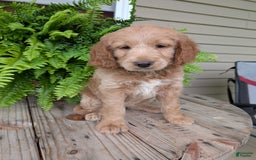 Goldendoodle dogs for sale: Lolly - Image 13