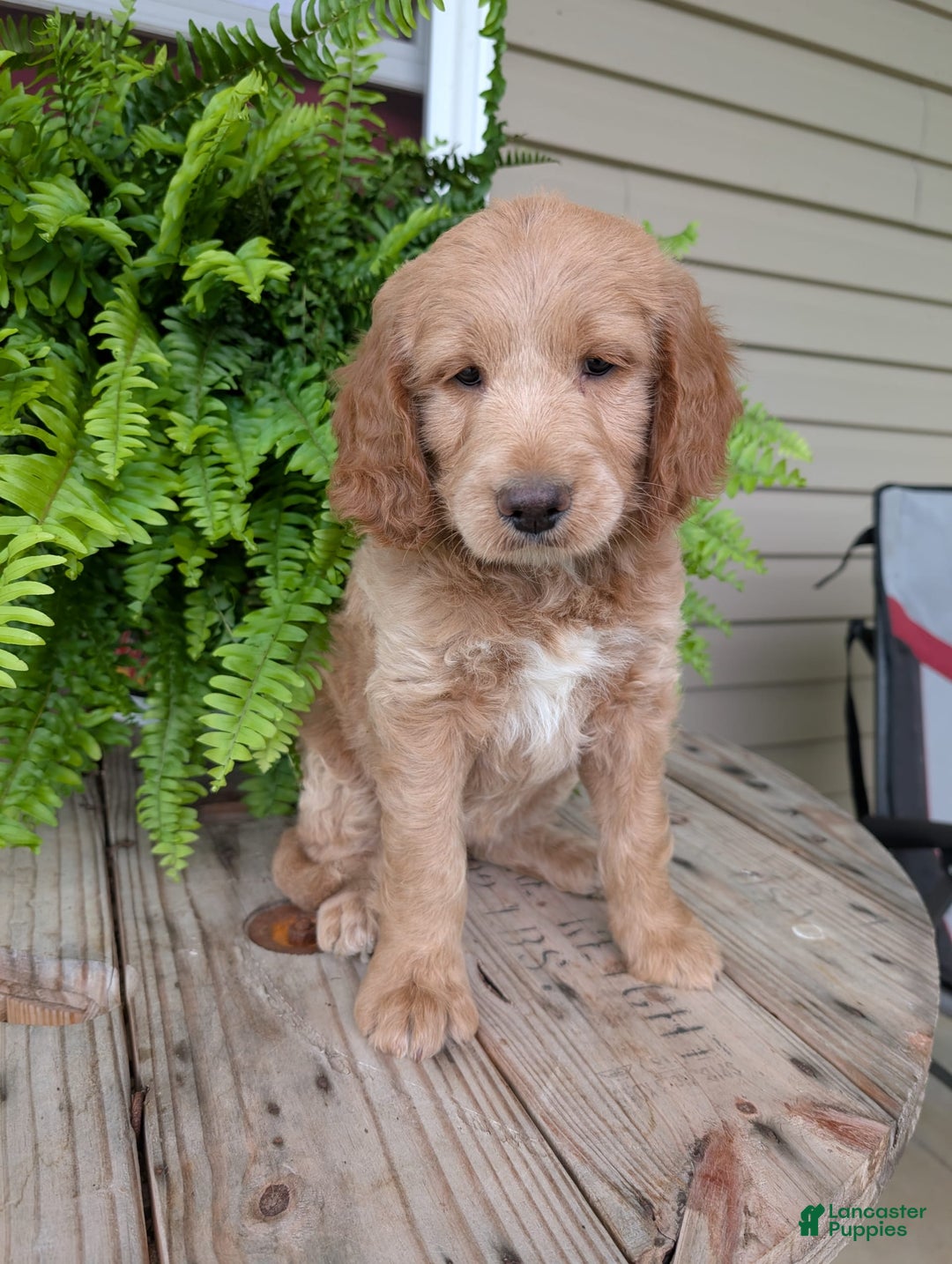 Goldendoodle dogs for sale: Lolly - Image 13