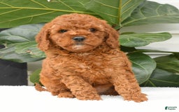 Mini Goldendoodle dogs for sale: Nina - Image 10